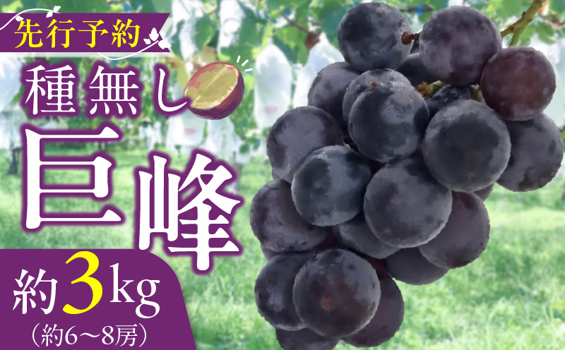 種無し巨峰 約3kg（約6〜8房） 2025年 先行予約 種なしぶどう