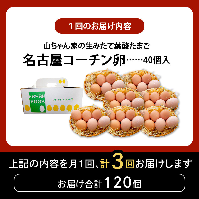 ã3ã¶æå®æäŸ¿ããå±±ã¡ããå®¶ã®çã¿ããŠèé
žããŸããåå€å±ã³ãŒãã³åµïŒ40åå
¥ãïŒ