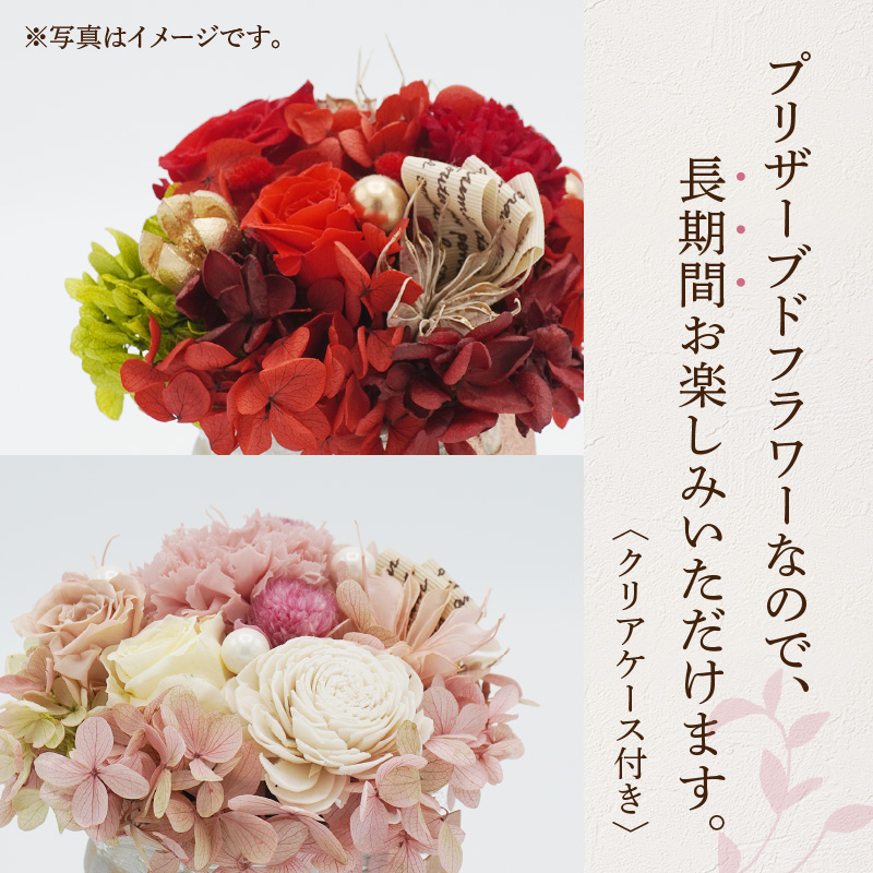 繝励Μ繧カ繝シ繝悶ラ繝輔Λ繝ッ繝シ縲繧「繝ャ繝ウ繧ク繝。繝ウ繝医ヵ繝ゥ繝ッ繝シ(繝斐Φ繧ッ邉サ/繝ャ繝繝臥ウサシ