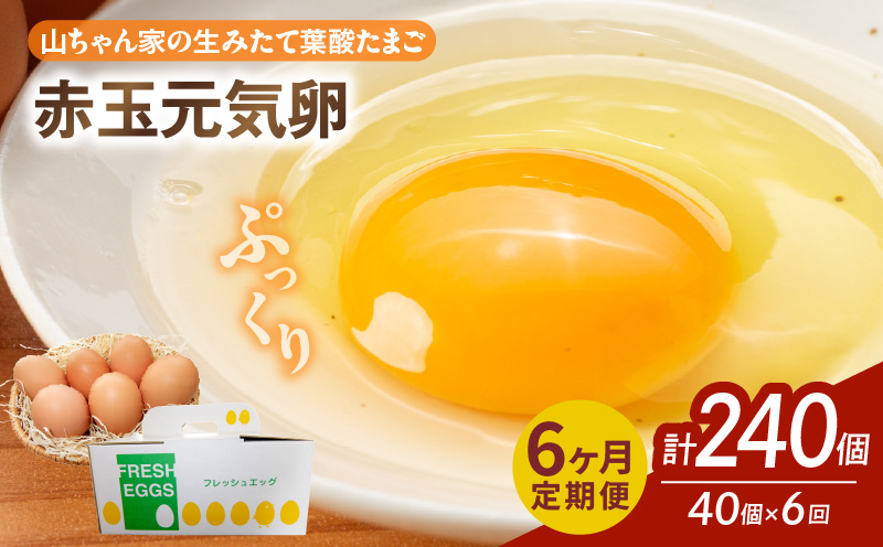 【6ヶ月定期便】【山ちゃん家の生みたて葉酸たまご】赤玉元気卵（40個入り）