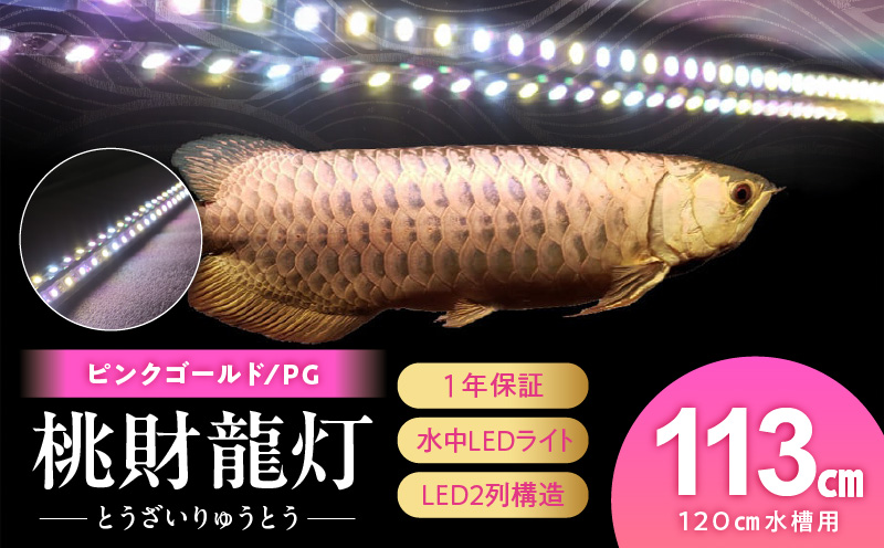 金龍の鱗を美しく照らす!ピンクゴールドの水中アロワナライト|PG120-EX 金龍 ピンクゴールド 照射 水中 アロワナ 水槽ライト テンニングライト LED ライト 照明 水中照明 光 綺麗 美観 強化ガラス 耐久性 1年保証 吸盤 簡単 設置 でんらい インテリア 雑貨 愛知県 小牧市 送料無料