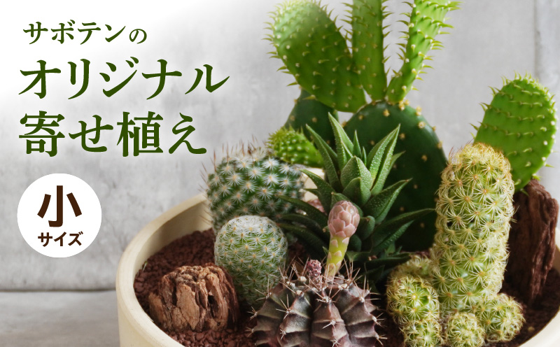 繧オ繝懊ユ繝ウ縺ョ繧ェ繝ェ繧ク繝翫Ν蟇縺帶、阪∴シ亥ー擾シ