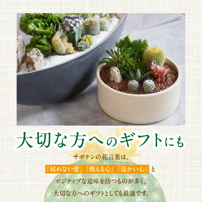 サボテンのオリジナル寄せ植え（小）