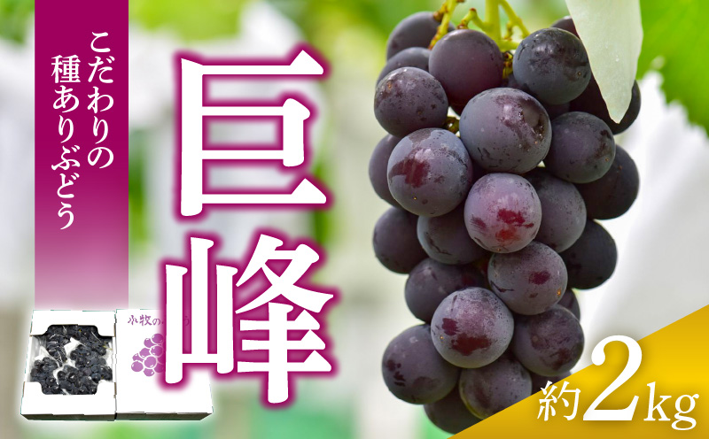 こだわりの種あり巨峰　約2kg（2027年発送分）ぶどう