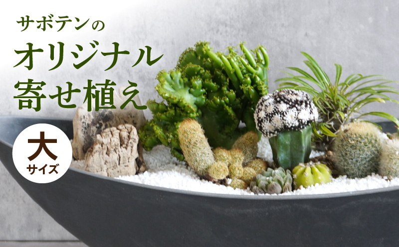 繧オ繝懊ユ繝ウ縺ョ繧ェ繝ェ繧ク繝翫Ν蟇縺帶、阪∴シ亥、ァシ