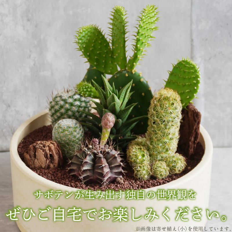 サボテンのオリジナル寄せ植え（小）