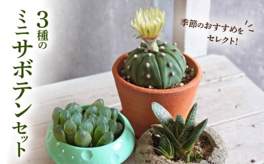 繝溘ル 繧オ繝懊ユ繝ウ 繧サ繝繝茨シ3遞ョシ