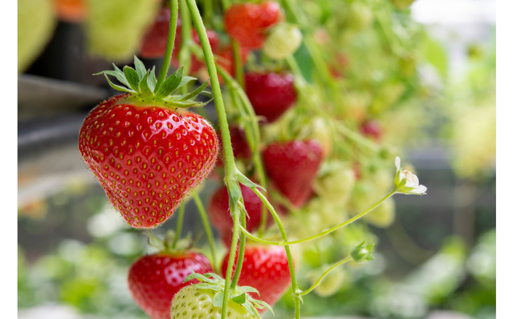 ãã ããæ œå¹ ãã¡ã ãé£ã¹æ¯ã¹ã çŽ1kg ã¯ãã²ïŒããCããªãŒïŒå2ããã¯ïŒã2026幎1æïœ2026幎4ææ«ãŸã§ãå±ãã