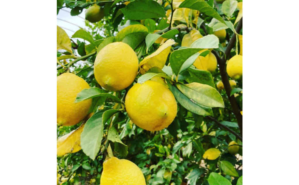 【テレビで紹介】愛知 知多 クラフトコーラ 240ml 1本 コーラ シロップ 飲料 ドリンク 炭酸割り ソーダ割り ミルク割り お酒 アイス アレンジ可能 相性抜群 愛知県産 レモン みかん 人気 おすすめ 大府市