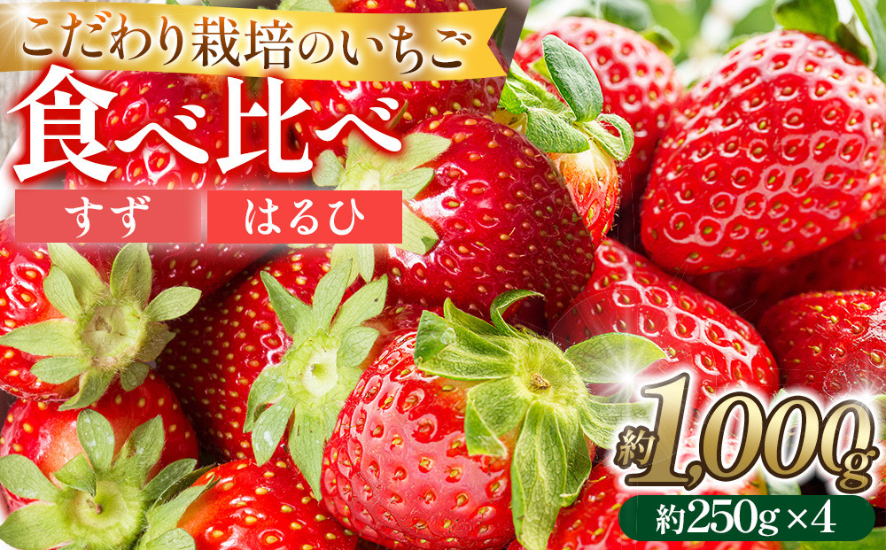 こだわり栽培 いちご【食べ比べ】　すず&はるひ（各2パック）【2026年1月下旬～2026年4月末までお届け】