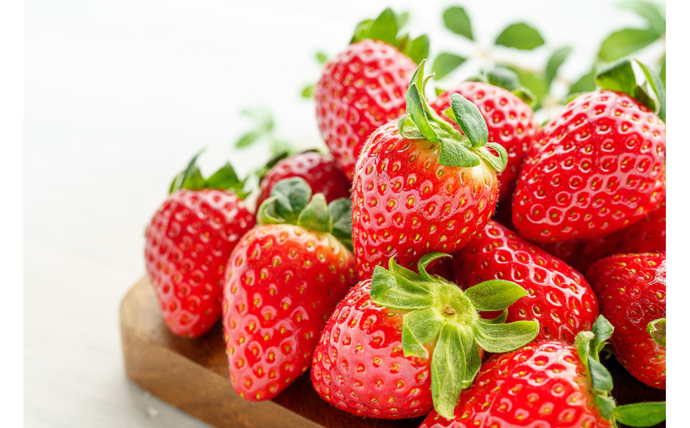 こだわり栽培 いちご すず 約1kg（約250g×4パック）【2026年1月末～2026年4月末までお届け】