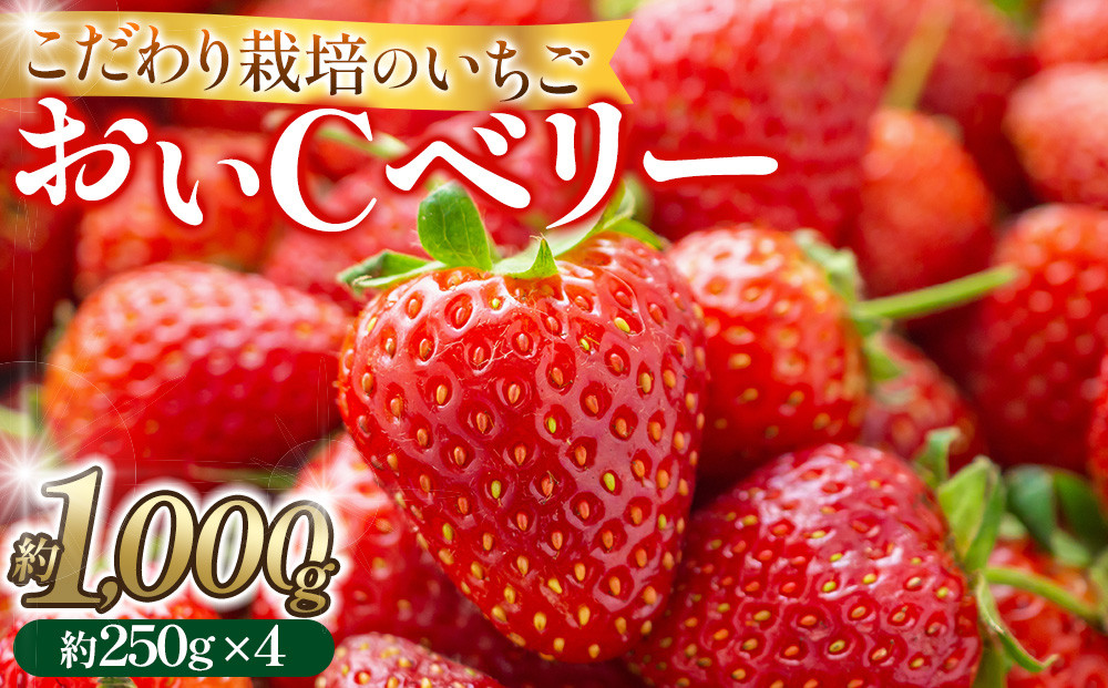 ãã ããæ œå¹ ãã¡ã ããCããªãŒ çŽ1kgïŒçŽ250gÃ4ããã¯ïŒã2026幎1æäžæ¬ïœ2026幎4ææ«ãŸã§ãå±ãã