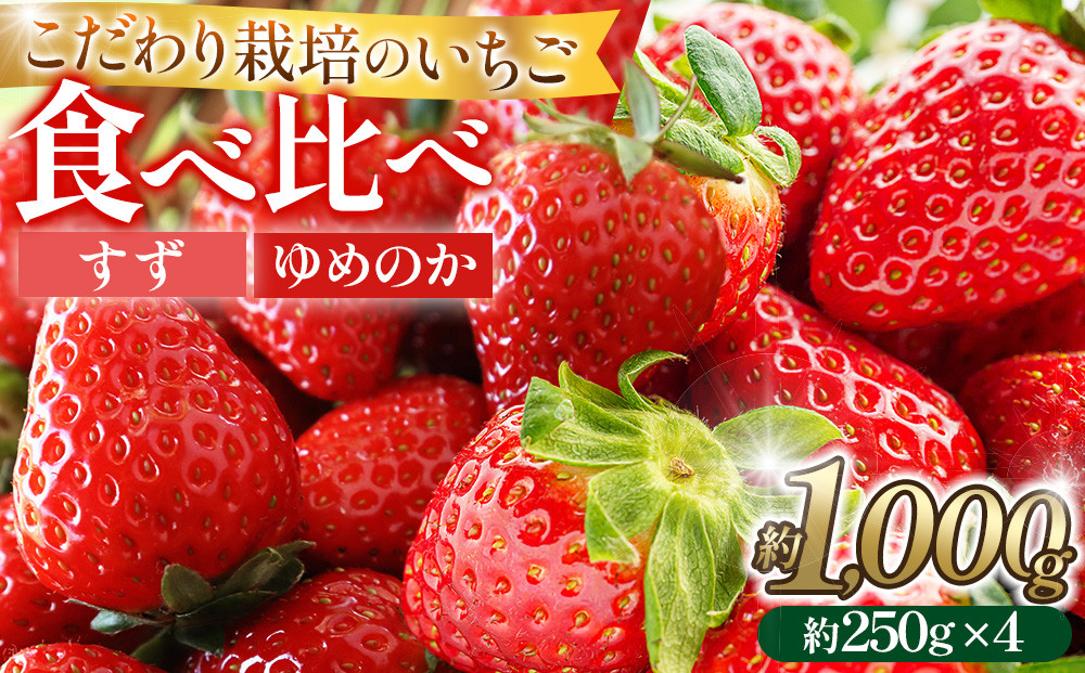 こだわり栽培 いちご【食べ比べ】約1kg　すず&ゆめのか（各2パック）【2026年1月下旬～2026年4月末までお届け】
