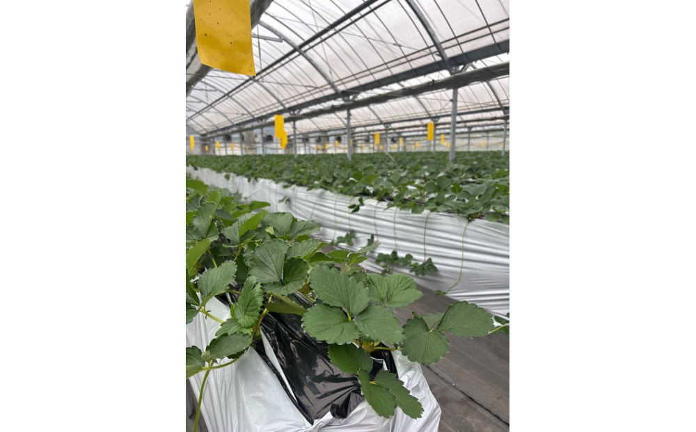 ãã ããæ œå¹ ãã¡ã ãé£ã¹æ¯ã¹ã çŽ1kg ã¯ãã²ïŒããCããªãŒïŒå2ããã¯ïŒã2026幎1æïœ2026幎4ææ«ãŸã§ãå±ãã