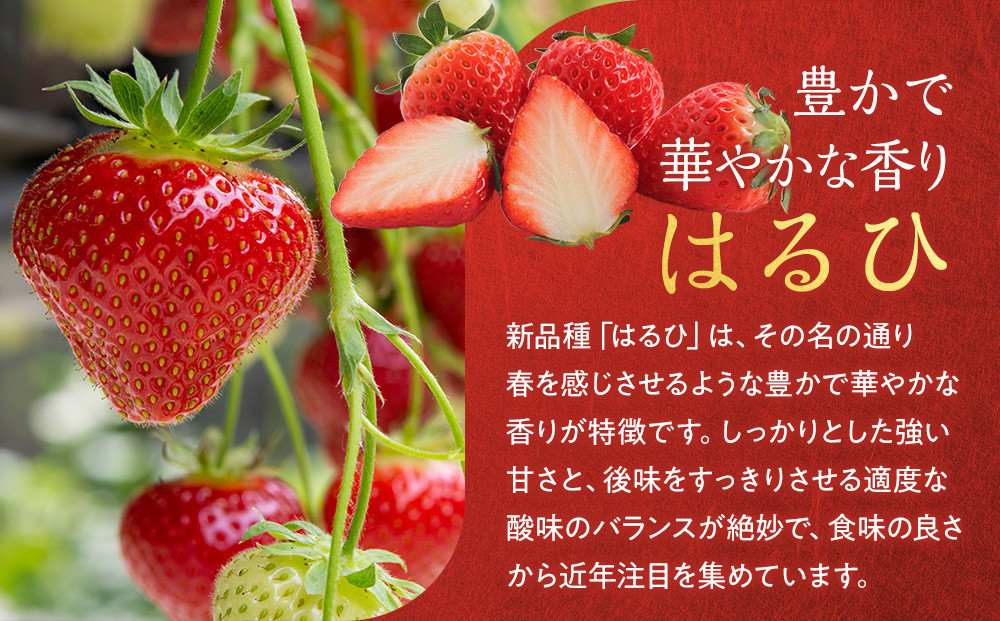 こだわり栽培 いちご はるひ約1kg（約250g×4パック）【2026年1月下旬～2026年4月末までお届け】