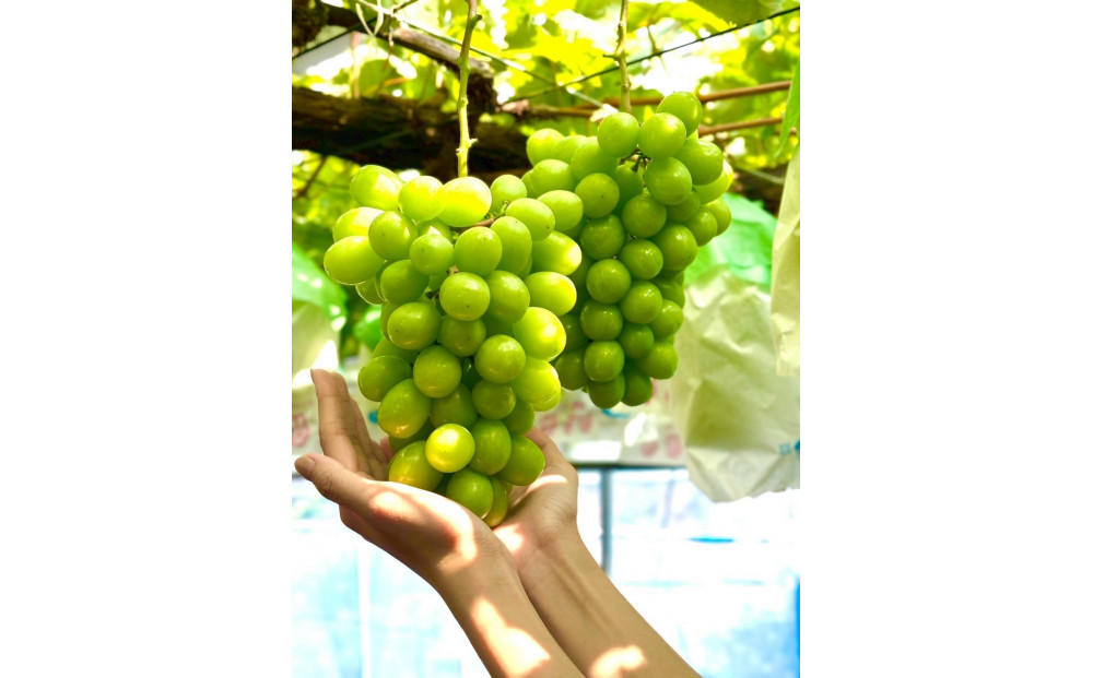 ãå
è¡äºçŽ2026幎8æé çºéã倧åºåžç£ãã·ã£ã€ã³ãã¹ã«ãã1.4kg(2ïœ3æ¿å
¥ïŒ