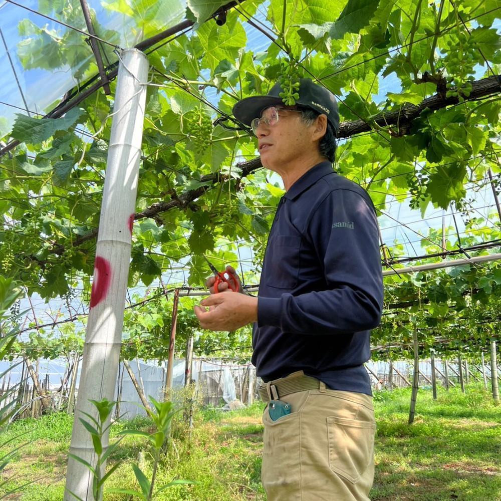 縲仙郁。御コ育エ縲代先焚驥城剞螳壹 繧キ繝」繧、繝ウ繝槭せ繧ォ繝繝 邏2kg 縲2026蟷エ8譛井ク頑流繧医j鬆谺。逋コ騾√