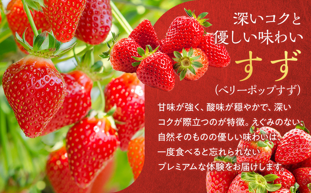 こだわり栽培 いちご すず 約1kg（約250g×4パック）【2026年1月末～2026年4月末までお届け】