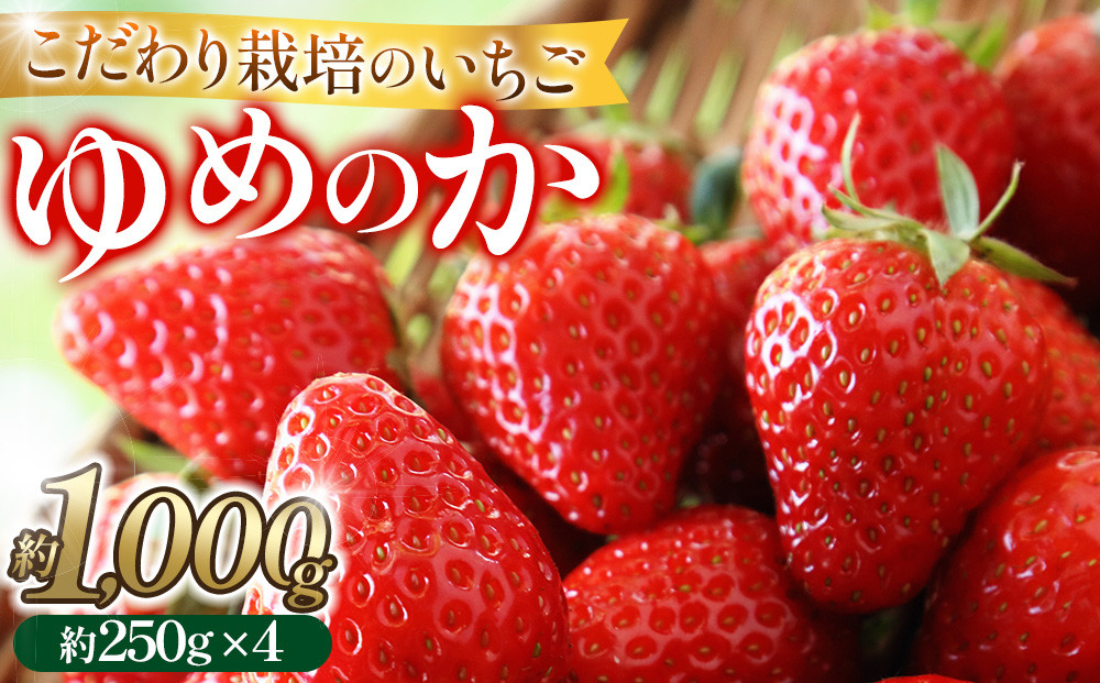 こだわり栽培 いちご ゆめのか約1kg（約250g×4パック）【2026年1月～2026年4月末までお届け】