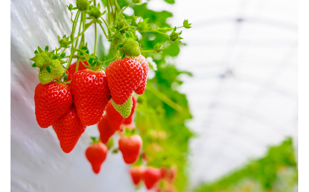 ãã ããæ œå¹ ãã¡ã ããã®ãçŽ1kgïŒçŽ250gÃ4ããã¯ïŒã2026幎1æïœ2026幎4ææ«ãŸã§ãå±ãã