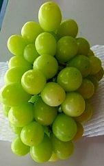 â
ãå±ãã¯2026幎8æããïŒâ
ãç£å°çŽé ã·ã£ã€ã³ãã¹ã«ããçŽ1ããå
¥ã