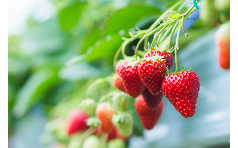 ãã ããæ œå¹ ãã¡ã ããCããªãŒ çŽ1kgïŒçŽ250gÃ4ããã¯ïŒã2026幎1æäžæ¬ïœ2026幎4ææ«ãŸã§ãå±ãã