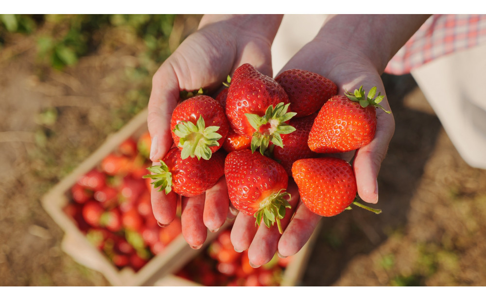 ãã ããæ œå¹ ãã¡ã ããCããªãŒ çŽ1kgïŒçŽ250gÃ4ããã¯ïŒã2026幎1æäžæ¬ïœ2026幎4ææ«ãŸã§ãå±ãã