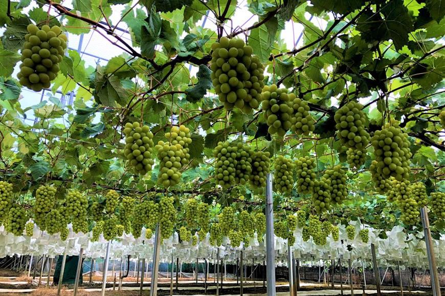 ★お届けは2026年8月から！★産地直送 シャインマスカット約２キロ入り