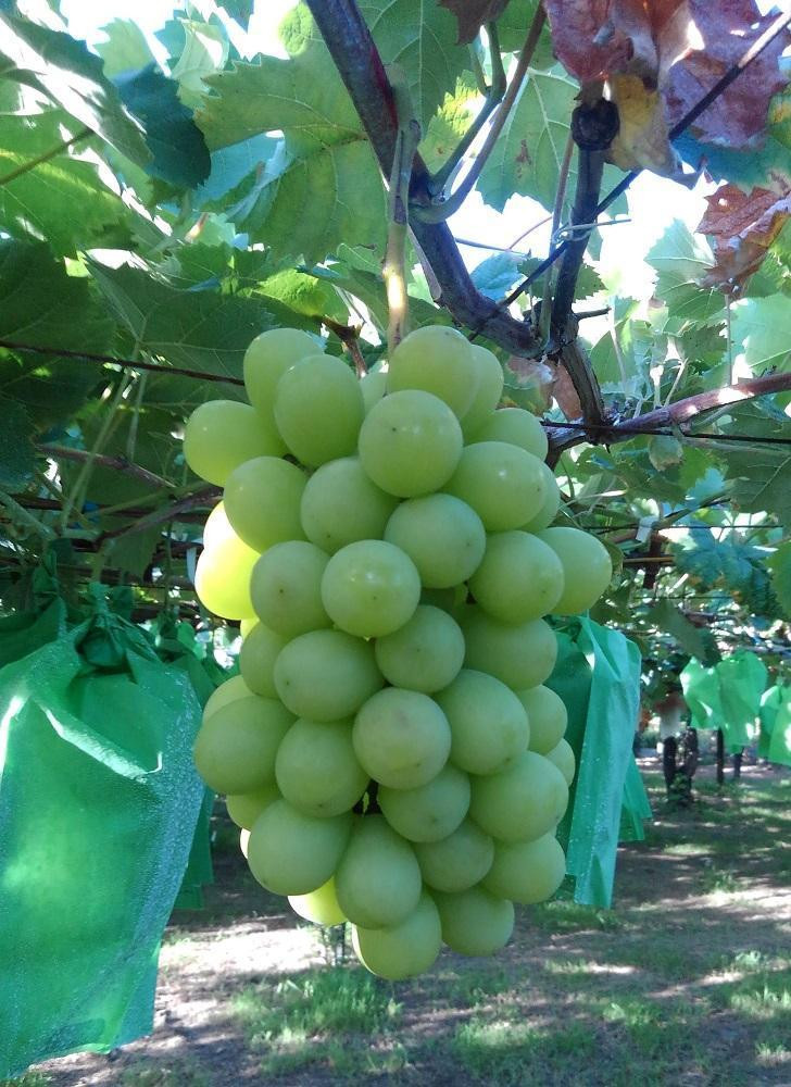 縲仙郁。御コ育エ縲代先焚驥城剞螳壹 繧キ繝」繧、繝ウ繝槭せ繧ォ繝繝 邏2kg 縲2026蟷エ8譛井ク頑流繧医j鬆谺。逋コ騾√