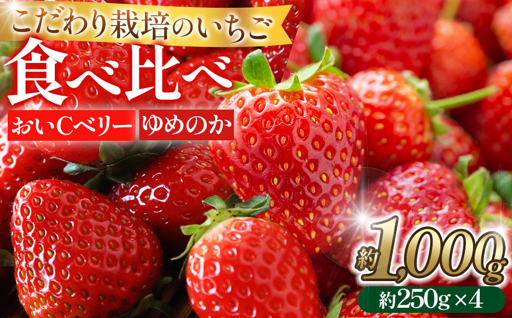 こだわり栽培 いちご 【食べ比べ】約1kg おいCベリー＆ゆめのか(各2パック)【2026年1月下旬～2026年4月末までお届け】
