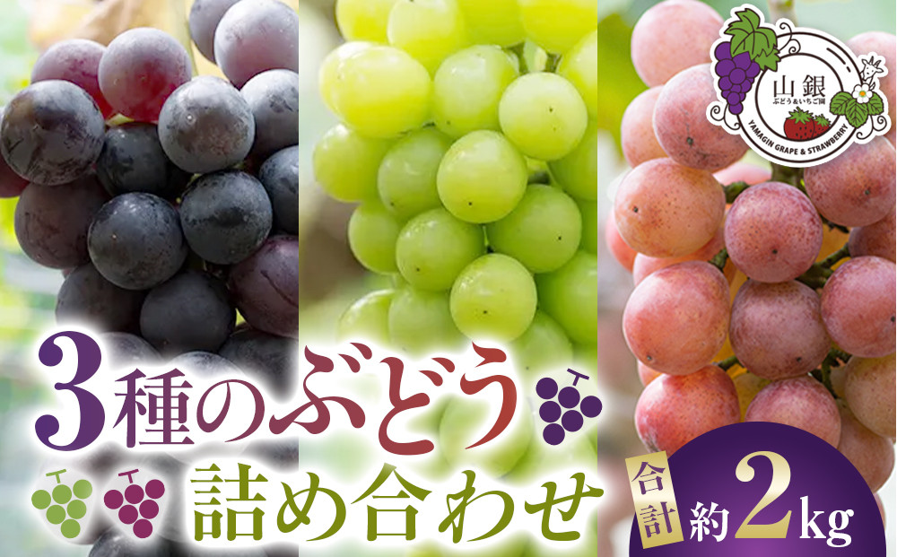 ★お届けは2026年8月から！★３種のぶどう詰め合わせ