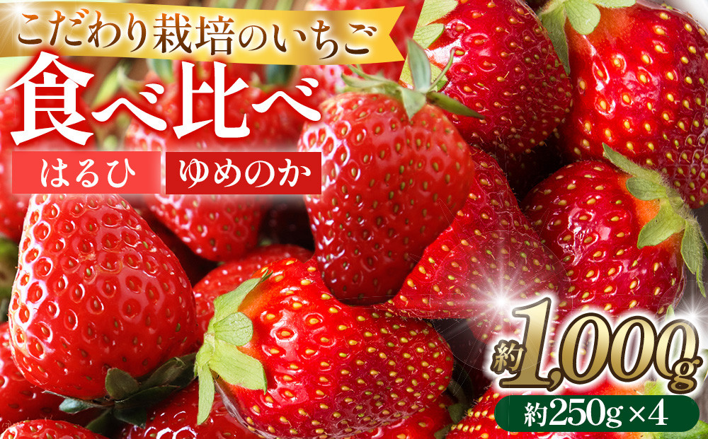 こだわり栽培 いちご 【食べ比べ】 約1kg はるひ＆ゆめのか(各2パック)【2026年1月下旬～2026年4月末までお届け】