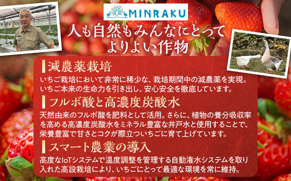 こだわり栽培 いちご 【食べ比べ】 約1kg はるひ＆ゆめのか(各2パック)【2026年1月下旬～2026年4月末までお届け】