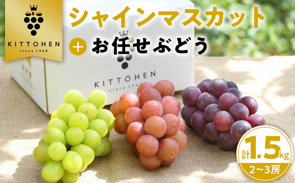 【2026年発送】シャインマスカット＋お任せぶどう 約1.5kg（2～3房）