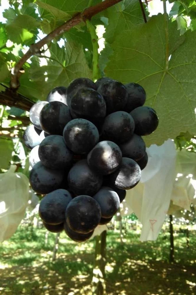 ãå
è¡äºçŽããæ°ééå®ããã¬ãããŒãã« çŽ2kg ã2026幎8æäžæ¬ããé æ¬¡çºéã