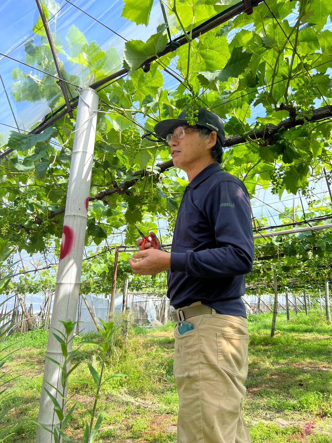 【数量限定】 ぶどう 詰め合わせセット 約2kg 〔2024年8月中旬より順次発送〕