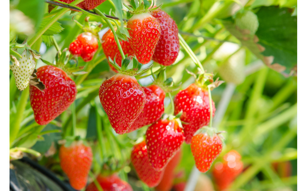 こだわり栽培 いちご すず 約1kg（約250g×4パック）【2026年1月末～2026年4月末までお届け】