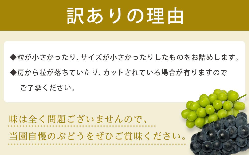 【先行予約】【訳あり・数量限定】 巨峰（種あり）約1kg 〔2025年8月上旬より順次発送〕