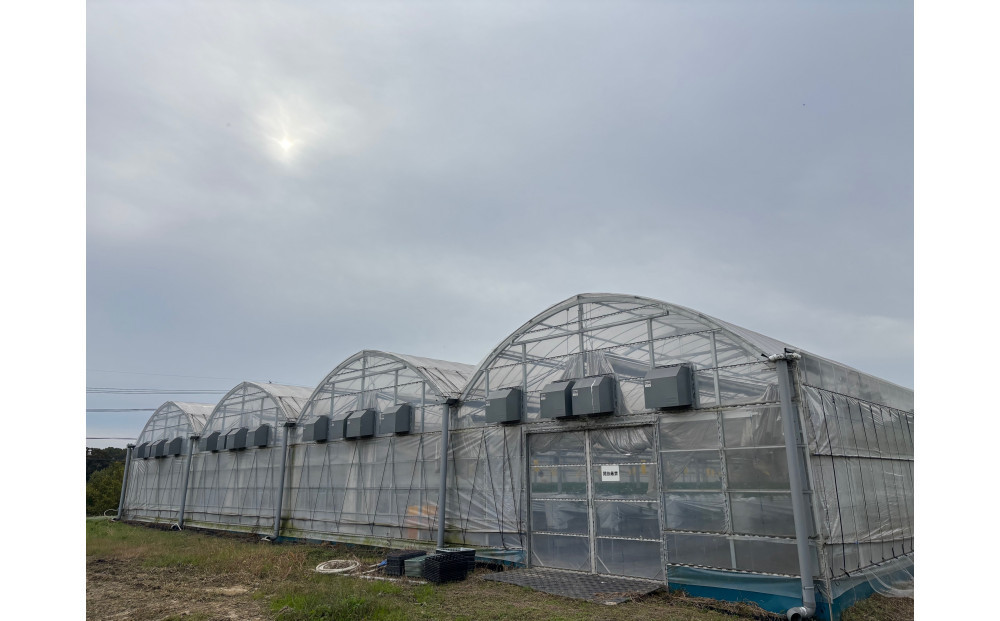 こだわり栽培 いちご はるひ約1kg（約250g×4パック）【2026年1月下旬～2026年4月末までお届け】