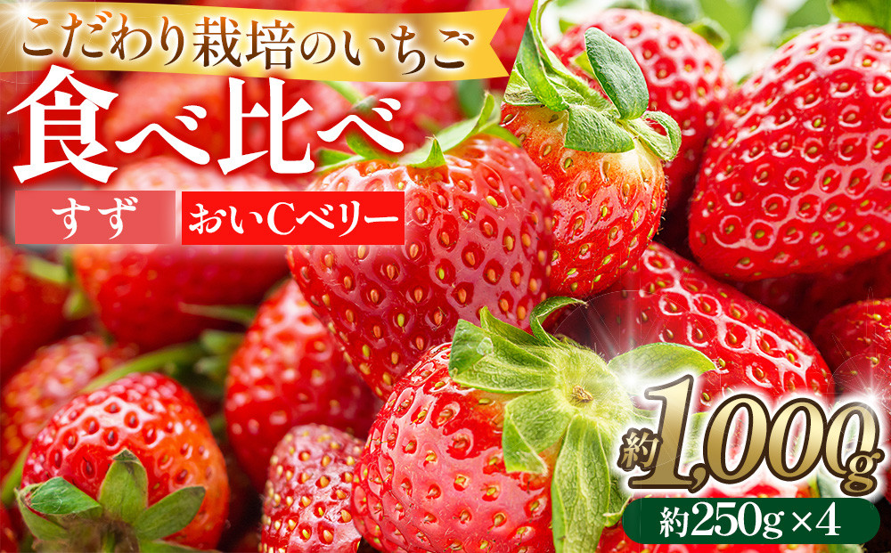 こだわり栽培 いちご 【食べ比べ】約1kg すず＆おいCベリー（各2パック）【2026年1月下旬～2026年4月末までお届け】