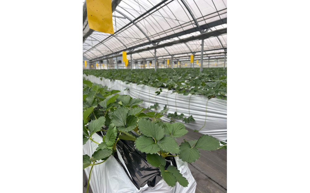 ãã ããæ œå¹ ãã¡ã ããCããªãŒ çŽ1kgïŒçŽ250gÃ4ããã¯ïŒã2026幎1æäžæ¬ïœ2026幎4ææ«ãŸã§ãå±ãã