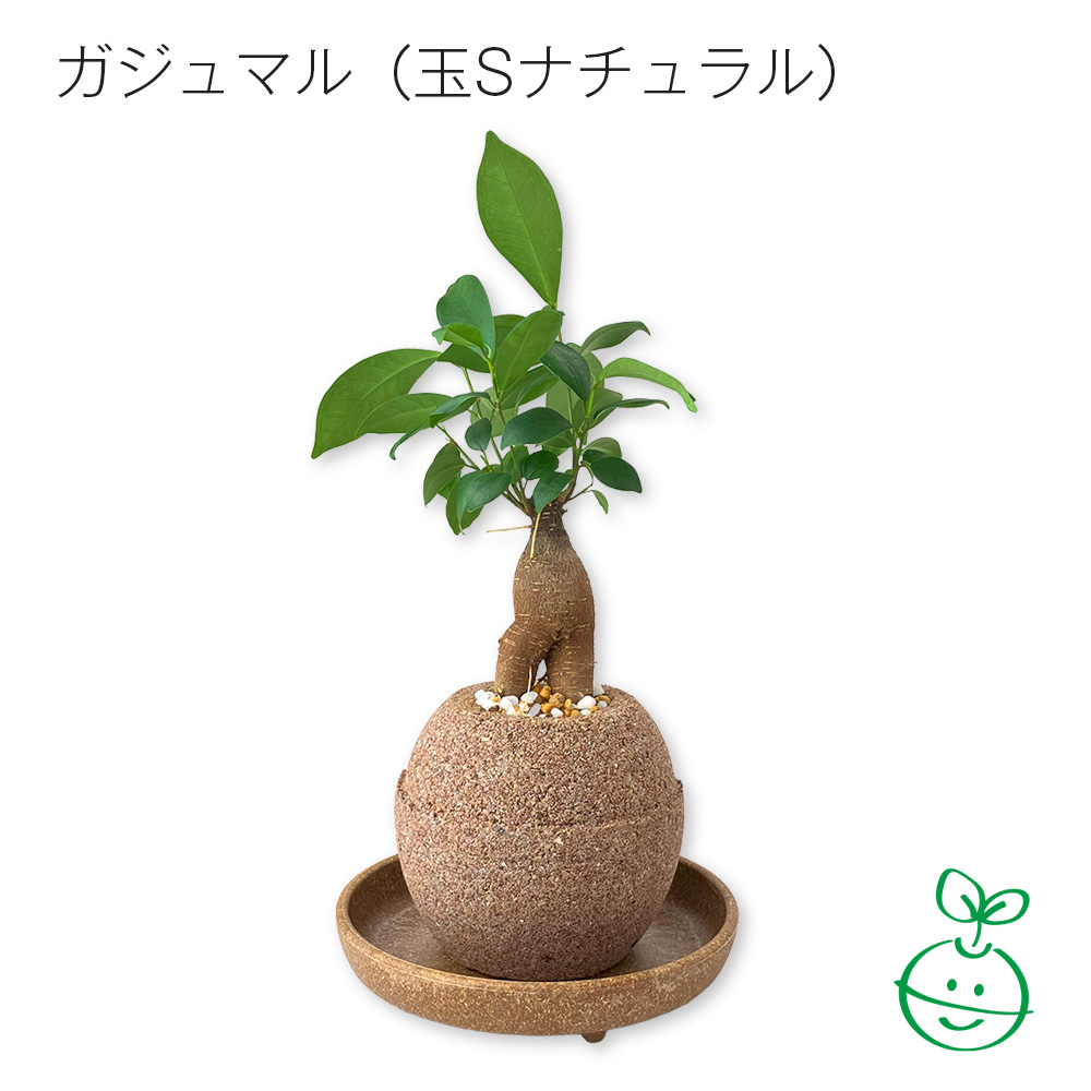 アクアプラントポット® 玉S 植木鉢ガジュマル(1647)