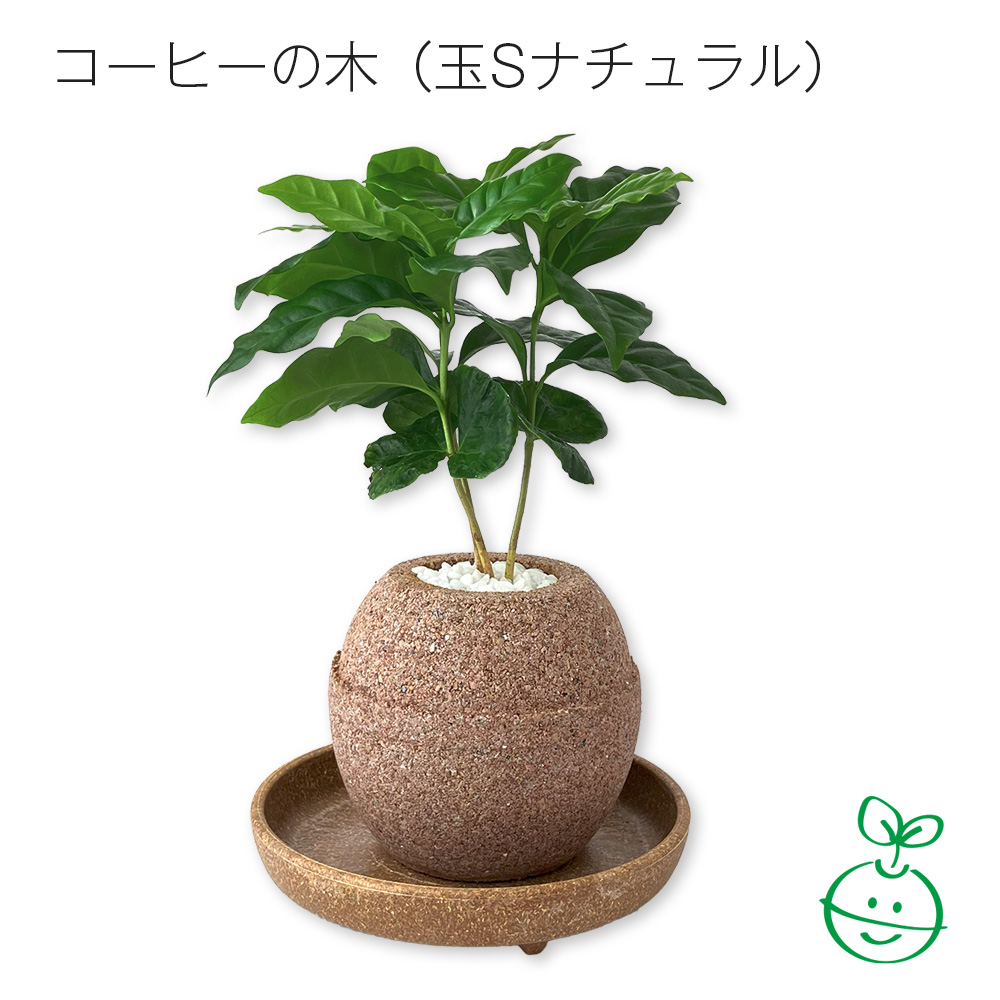 アクアプラントポット® 玉S 植木鉢コーヒーの木(1649)