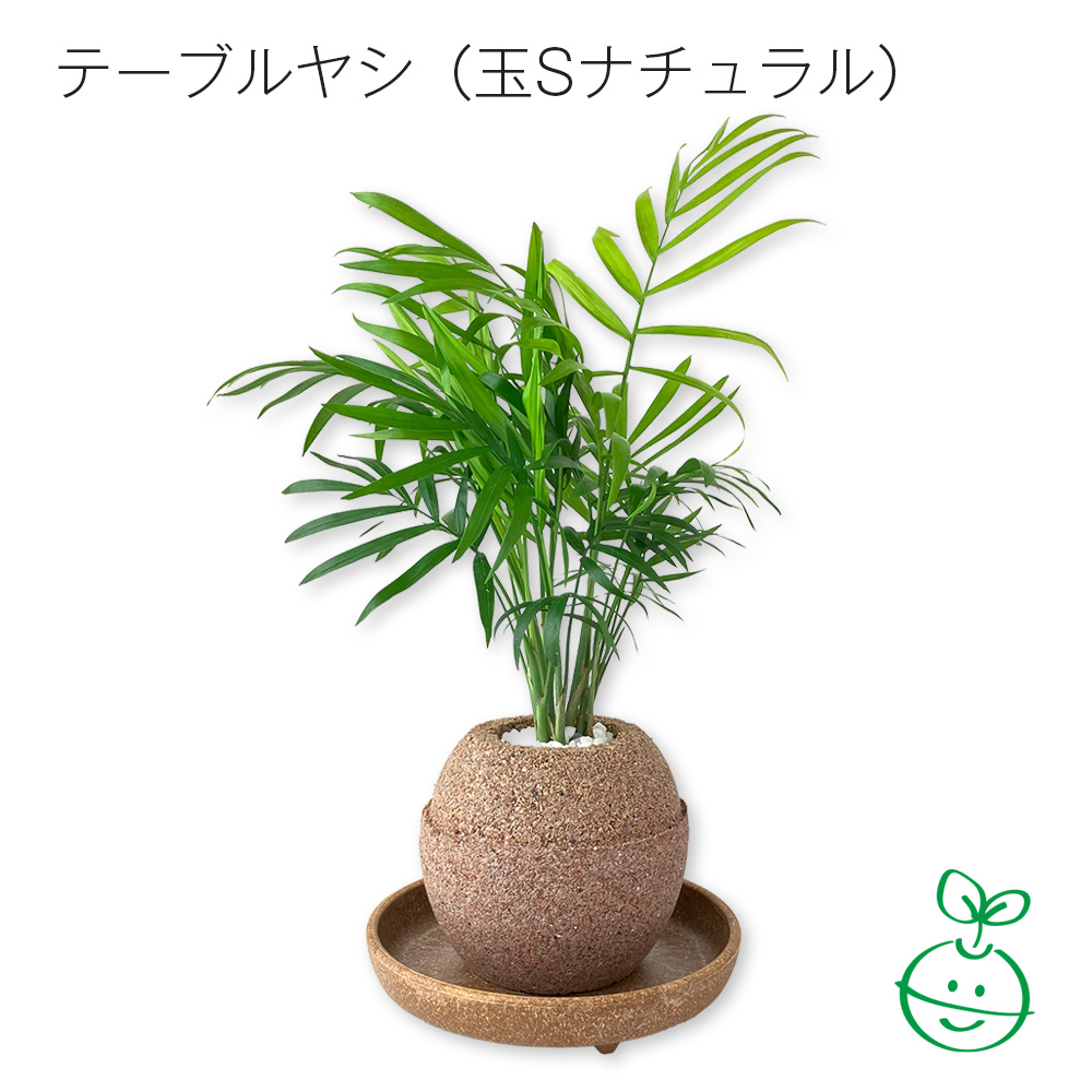 アクアプラントポット®　玉Ｓ 植木鉢テーブルヤシ（1650）