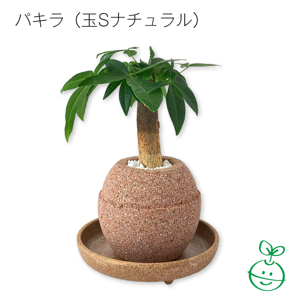 アクアプラントポット®　玉Ｓ 植木鉢パキラ（1648）