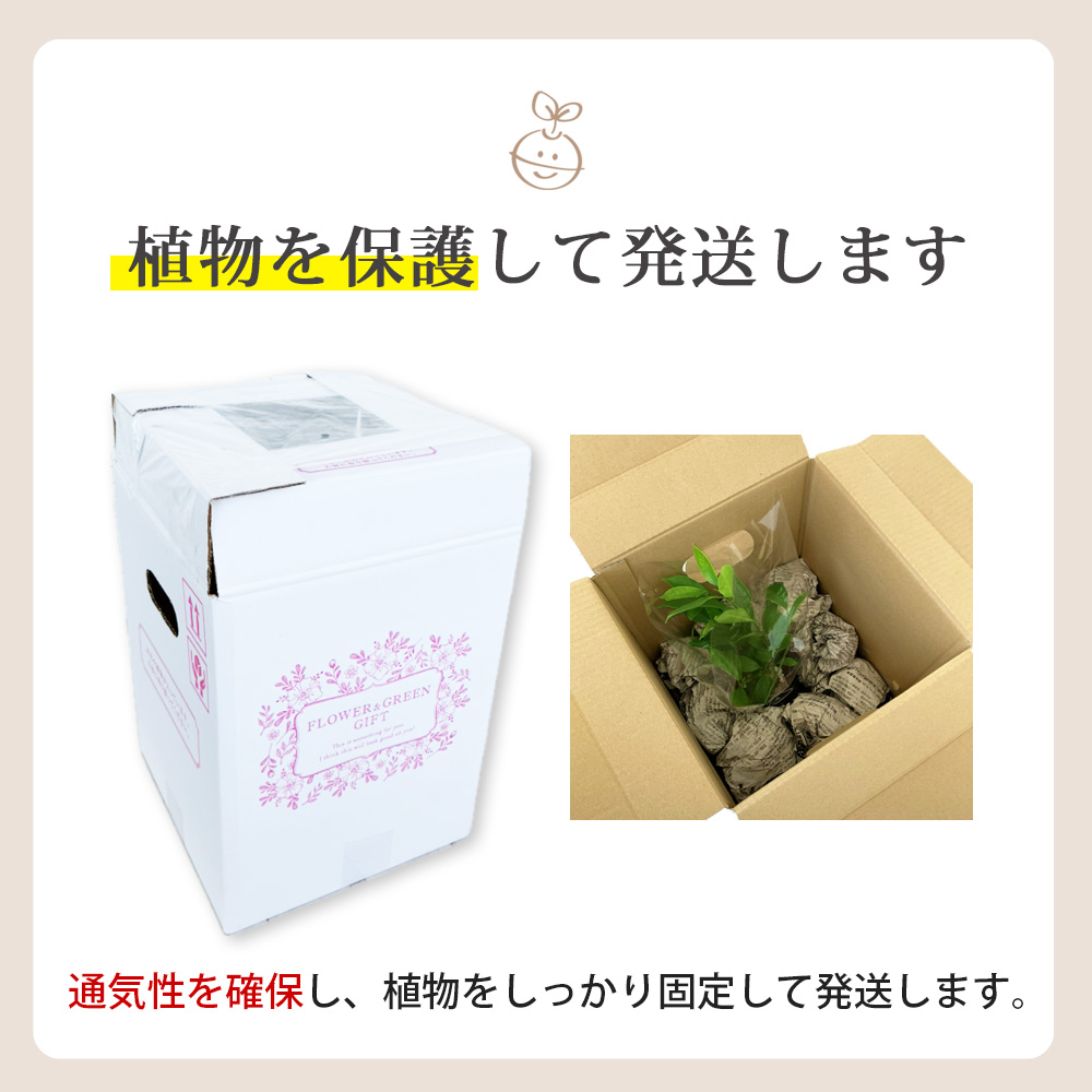 アクアプラントポット®　玉Ｓ 植木鉢テーブルヤシ（1650）