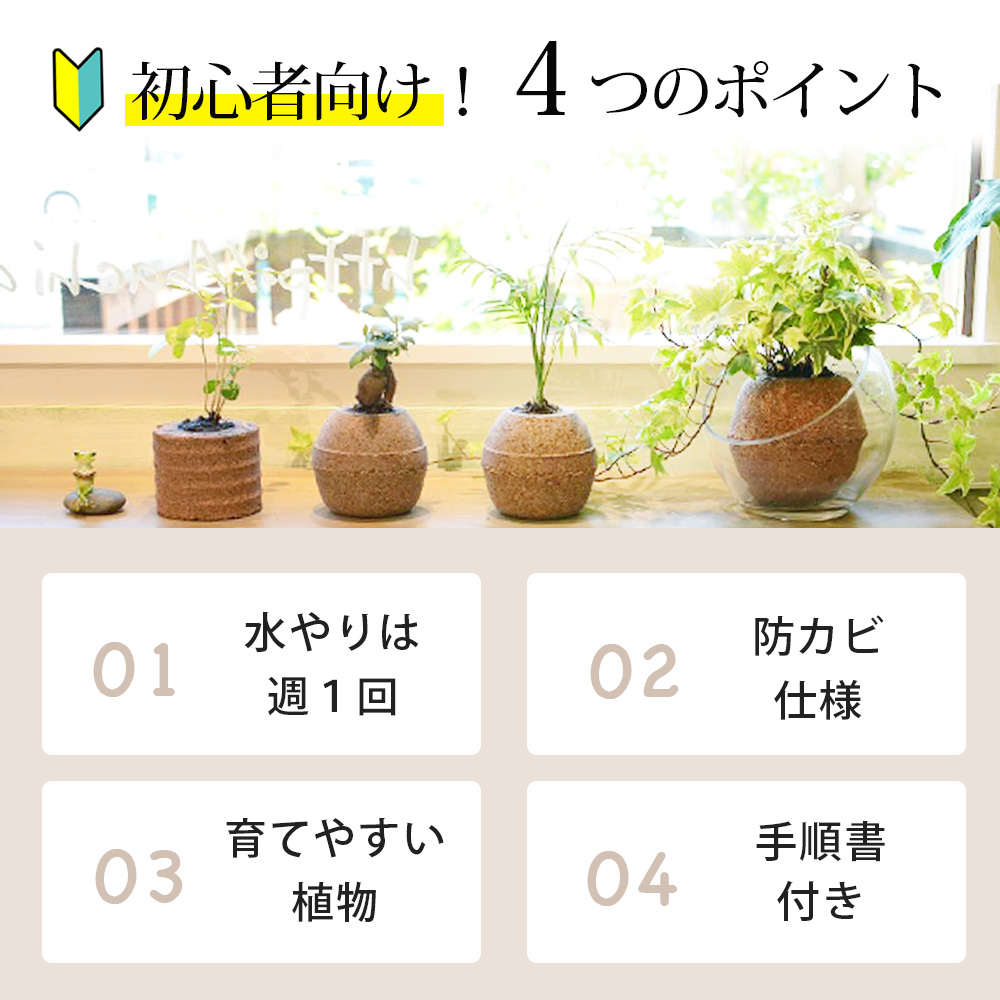 アクアプラントポット®　玉Ｓ 植木鉢コーヒーの木（1649）