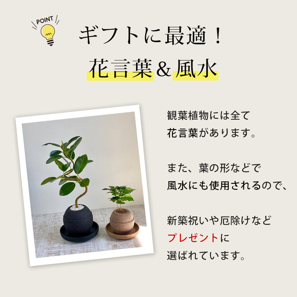 アクアプラントポット®　玉Ｓ 植木鉢コーヒーの木（1649）