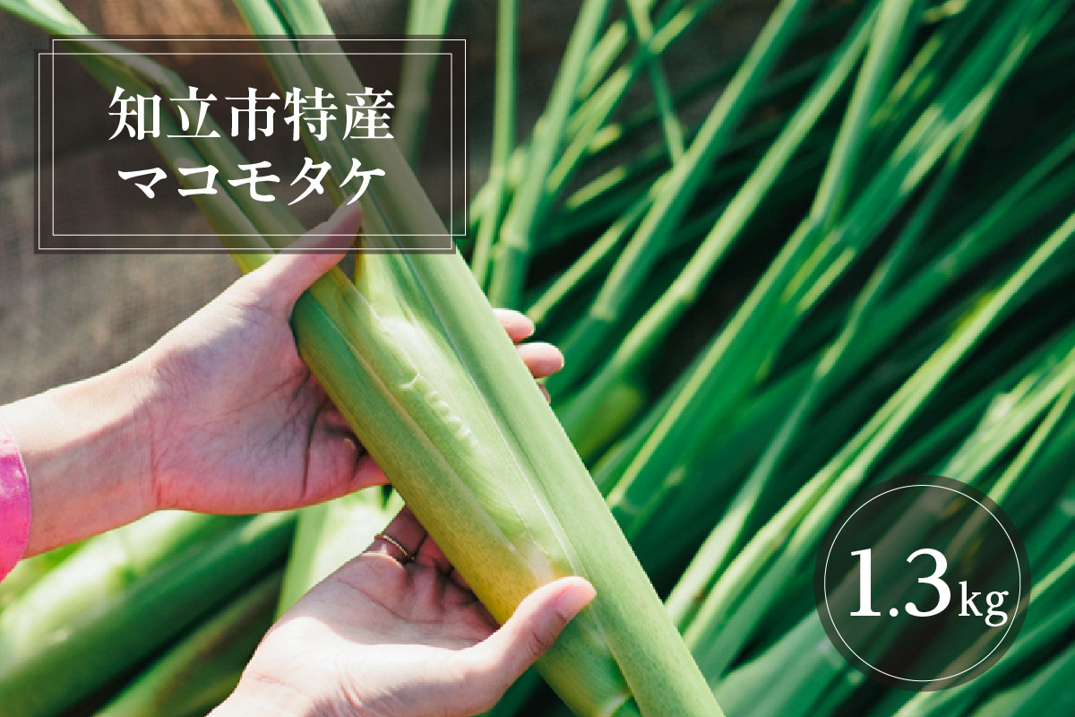 知立市特産　マコモタケ(1.3kg)　（7～10本）（2124）