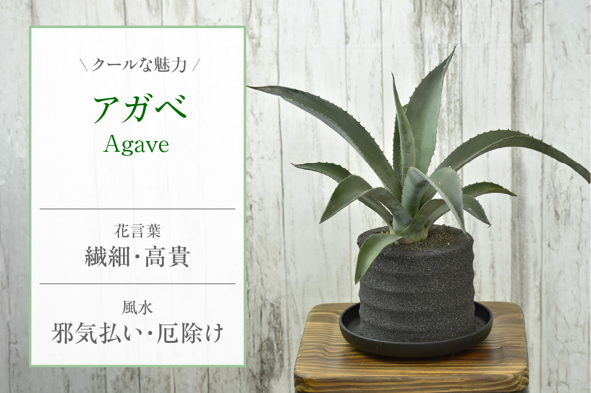 アクアプラントポット®　円Ｌ（ブラック） 植木鉢　アガベ（2102）